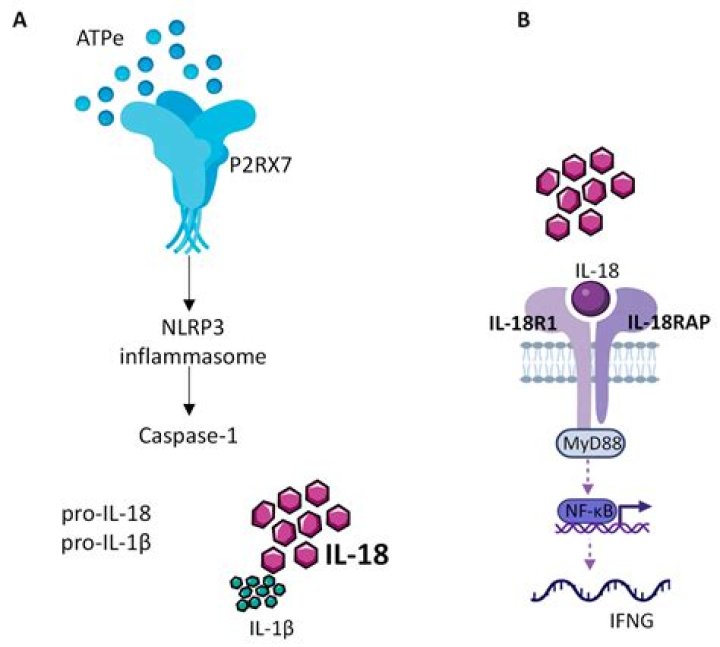 18 Year Old Cancers | Famous Birthdays