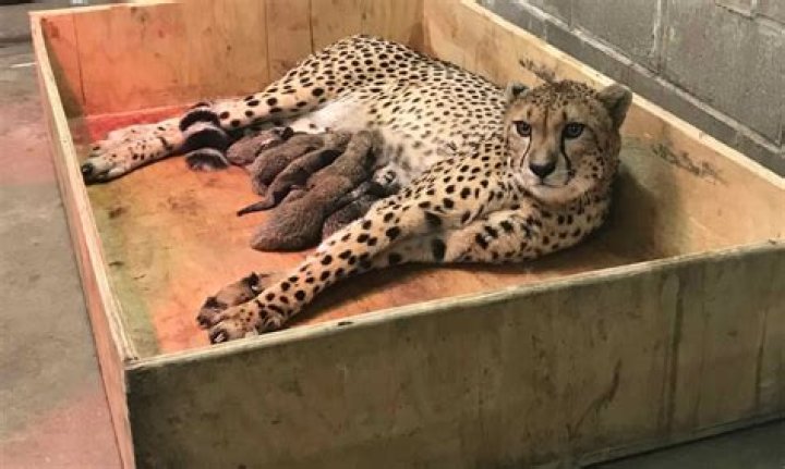 8 Cheetah Cubs Born to St Louis Zoo in Remarkable Birth