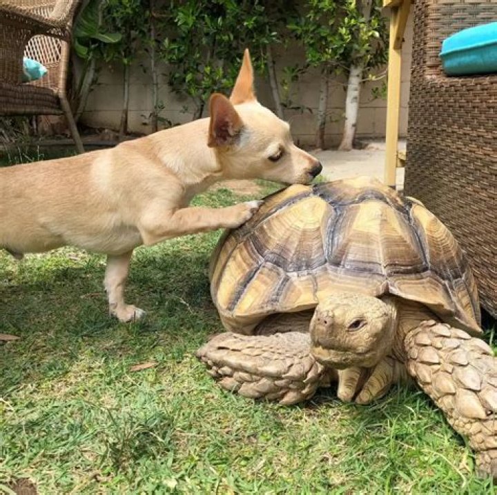 A Tortoise and a Dog? Friendships Cross All Boundaries for Tilly G and Skippy