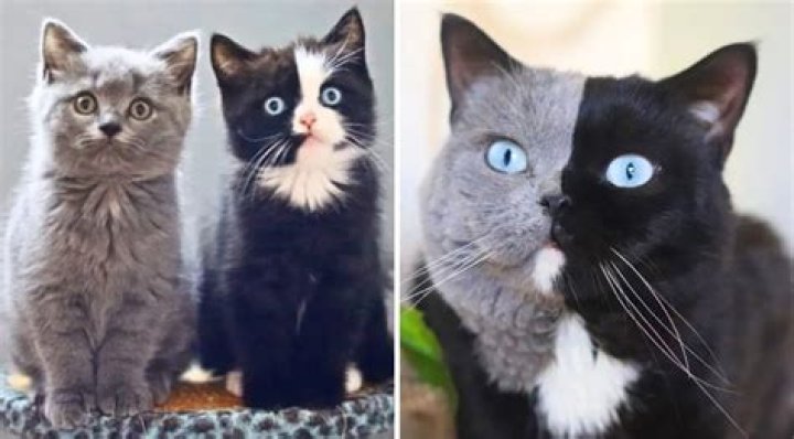Amazing Narnia the Double Face Cat Has Matching Color Kittens