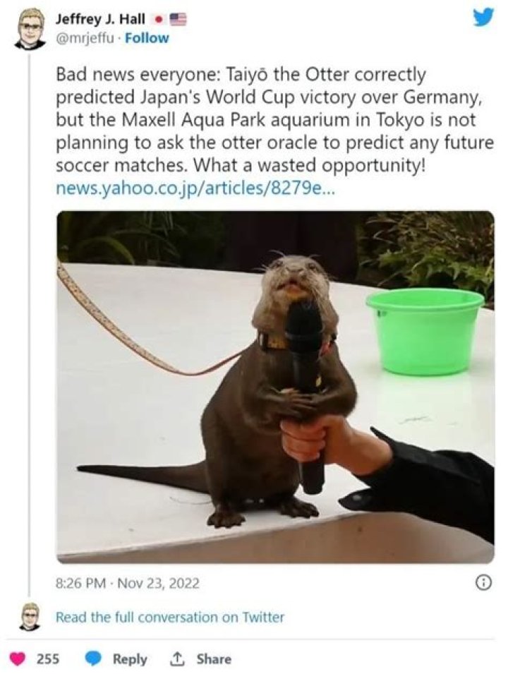 An otter and two pandas praised for predicting World Cup 2022 match winners