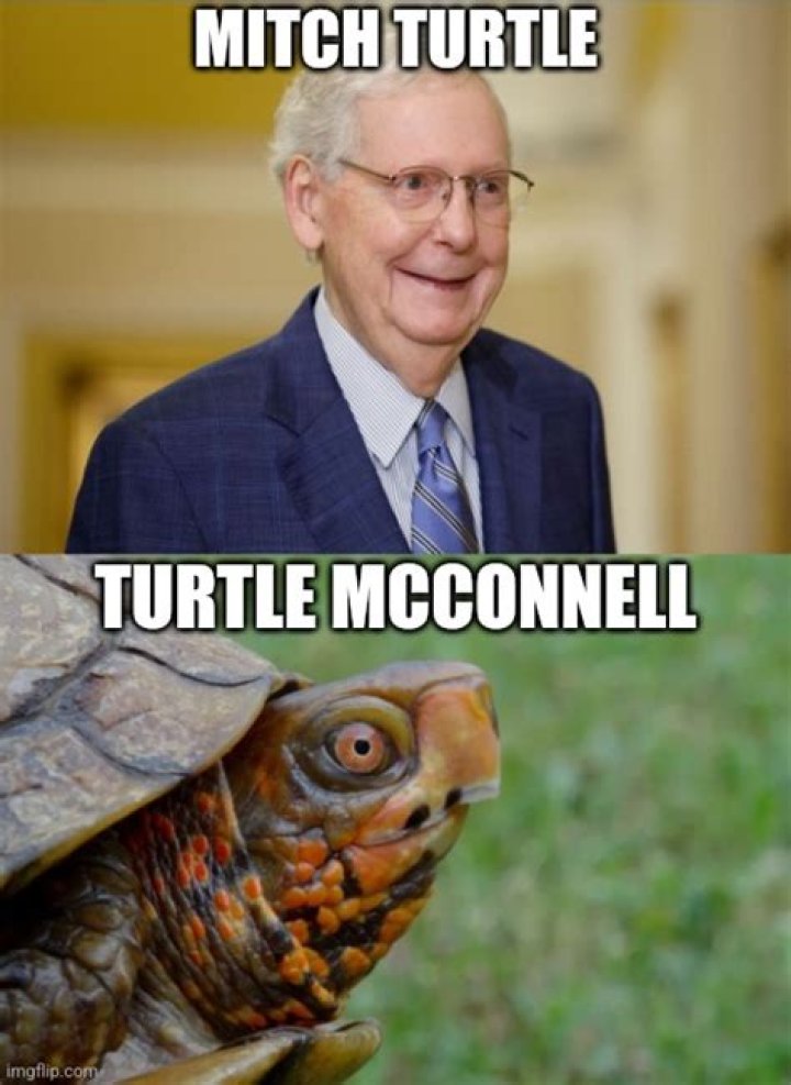 Ancient turtle Mitch McConnell warns that the Senate could flip in the mid-terms