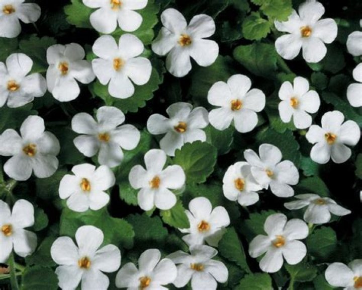 Are Bacopa annual or perennial?
