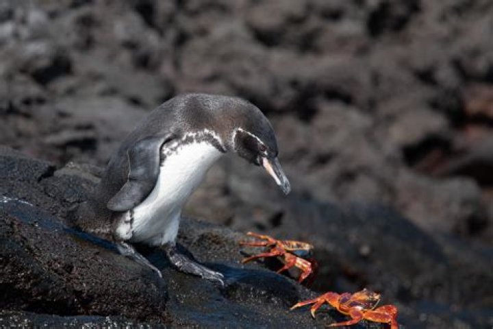 Are Galapagos penguins omnivores?