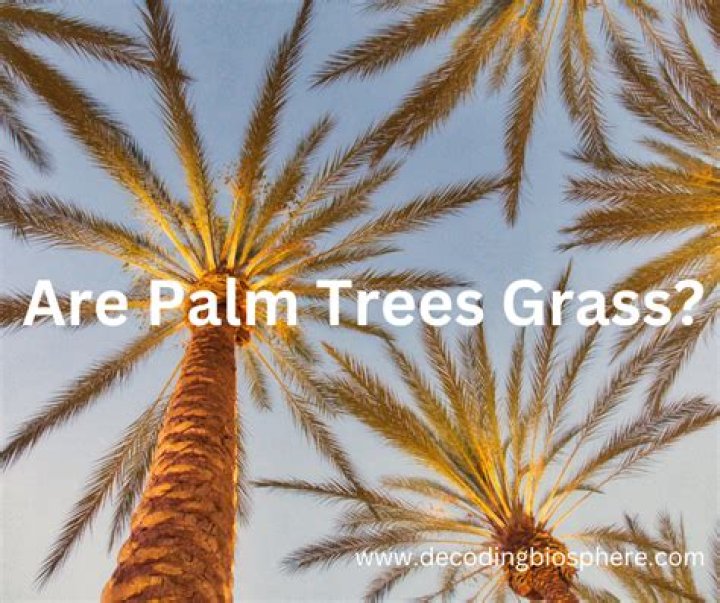 Are palm trees grass?