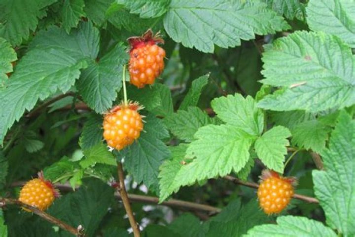 Are salmon berries edible?