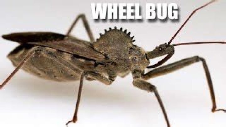 Are wheel bugs harmful?