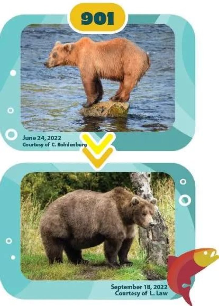 Bear 747 wins Fat Bear Week again, overcomes voter fraud