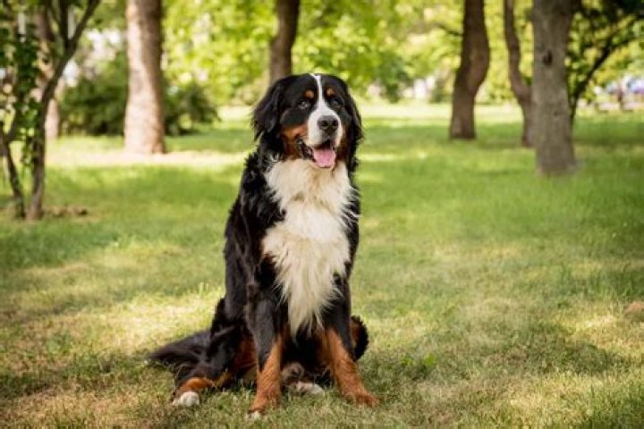 Berner - Age, Family, Bio