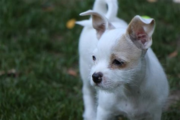 Bo Burnham Pets - Celebrity Pets