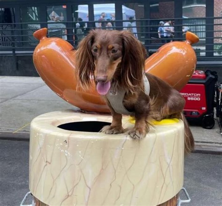 Bria Fleming Pets - Celebrity Pets