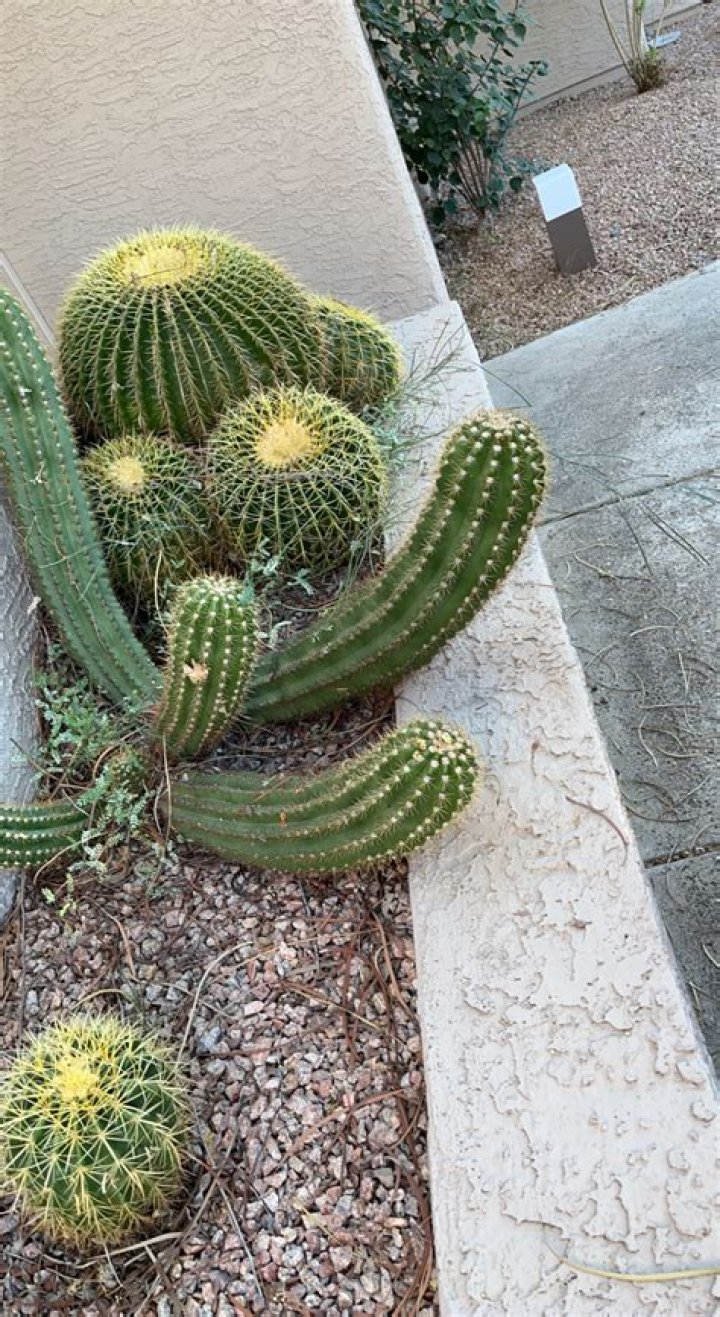 Can a cactus recover from sunburn?
