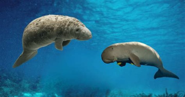 Can dugongs and manatees mate?