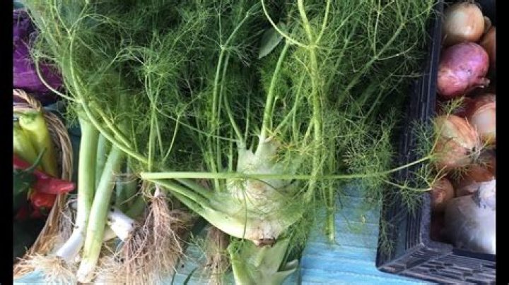 Can I dry fennel fronds?