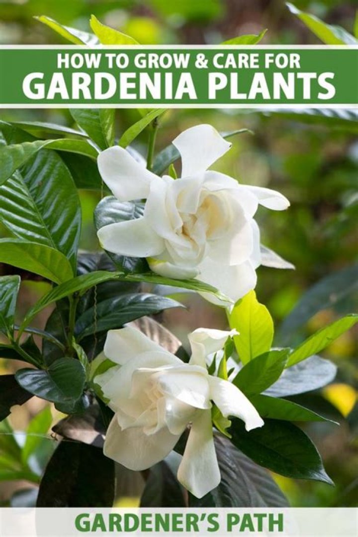 Can I grow a gardenia from a cutting?