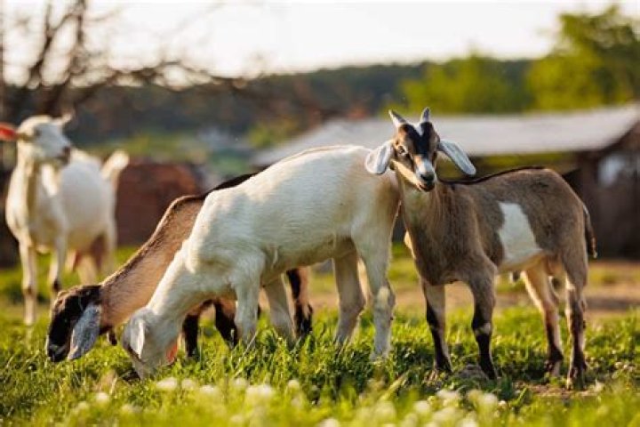 Can pigs and goats share pasture?