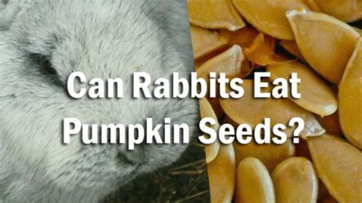 Can rabbits eat pumpkin seeds?