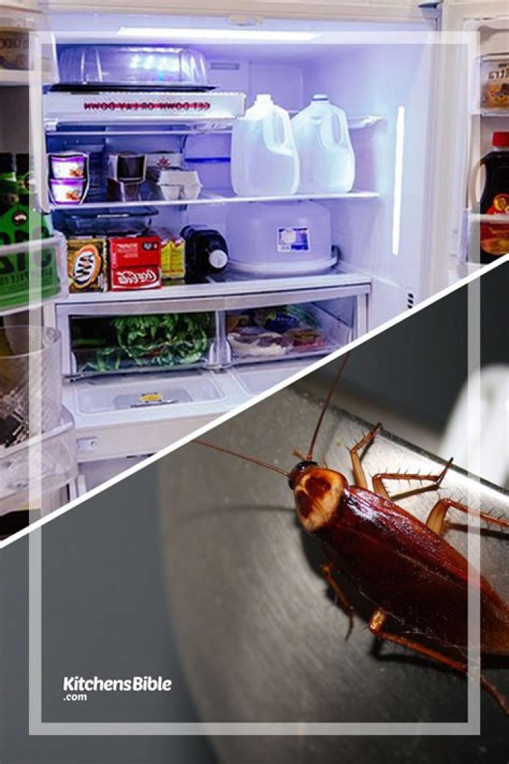 Can roaches live in refrigerator?