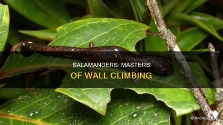 Can salamanders climb walls?