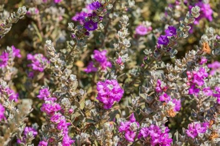 Can Texas sage survive winter?