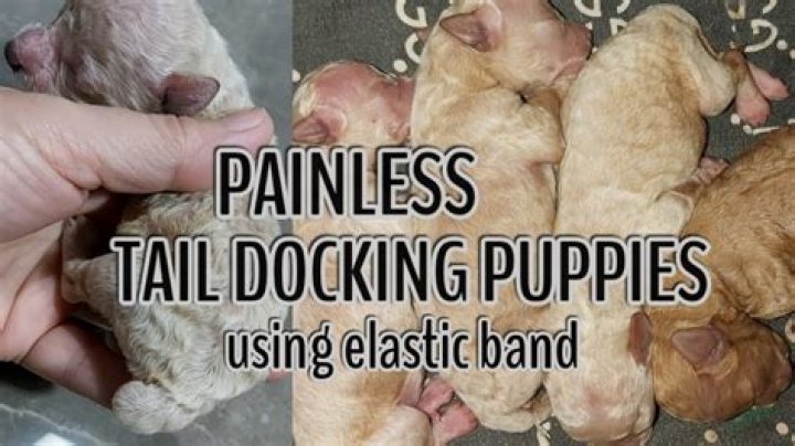 Can you dock a dog’s tail at 8 weeks?