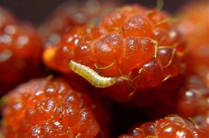 Can you eat raspberries with worms?