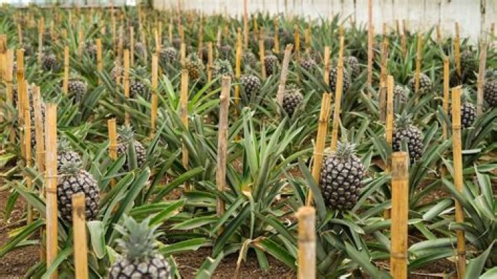 Can you grow pineapples in North Carolina?
