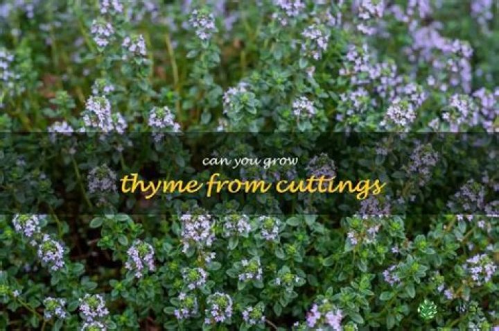 Can you grow thyme from cuttings?