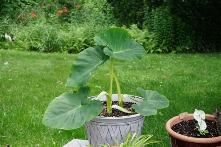Can you plant elephant ear bulbs in pots?