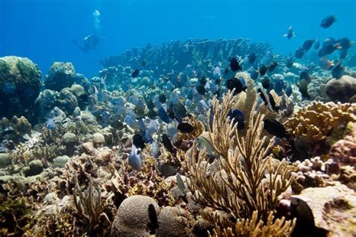 14 Best Caribbean Coral Reefs to Explore 