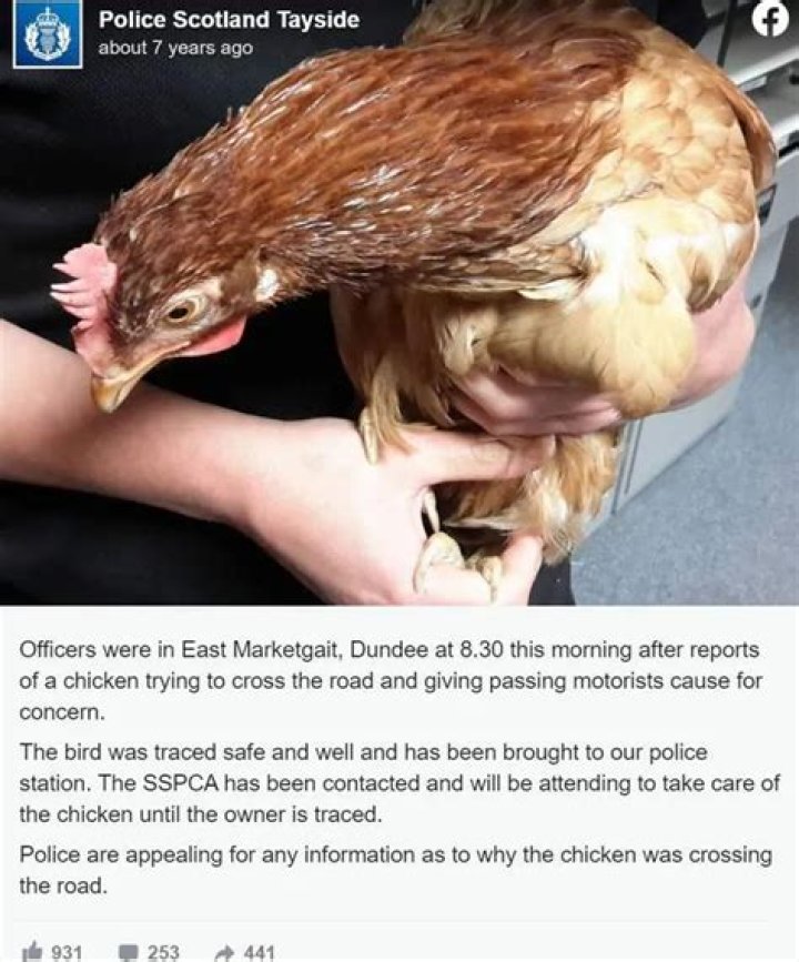 Chicken Crosses the Road, Is Immediately Arrested by Scottish Police
