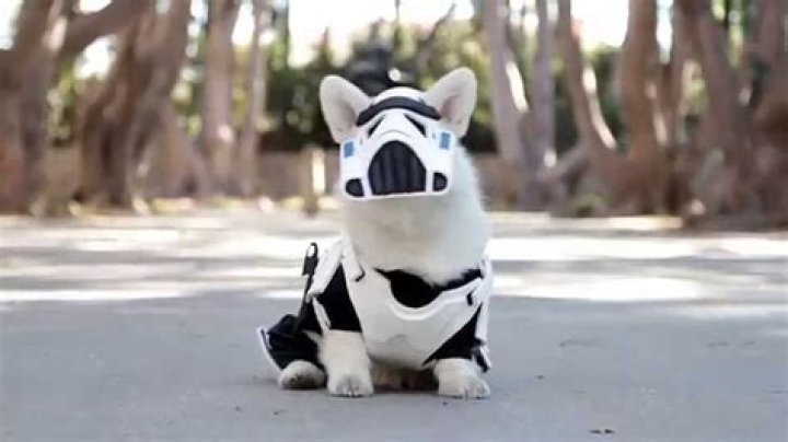 This Corgi Stormtrooper is the Cutest Member of the Imperial Army @winstonthewhitecorgi