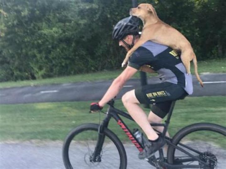 Cyclist Bikes Injured Dog 7 Miles, Saving His Life