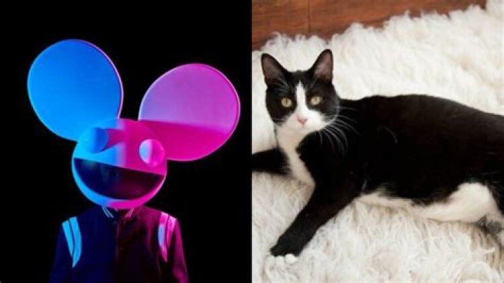 Deadmau5 Suing Over His Cat Named Professor Meowingtons