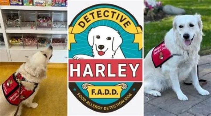 Dog Detective Harley, F.A.D.D., is Sniffing Out Peanuts and Educating on Allergies