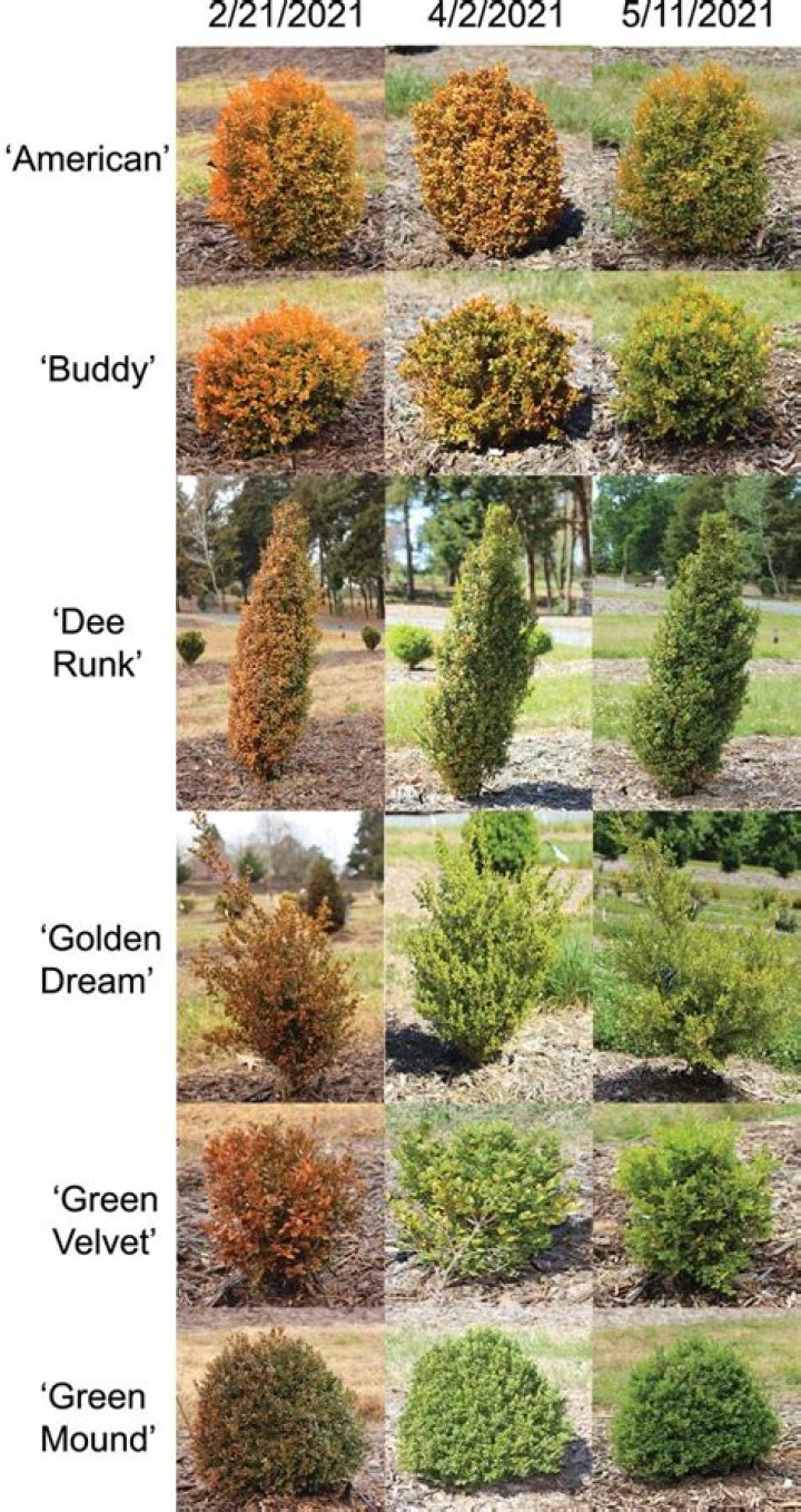 Do boxwoods change color in winter?