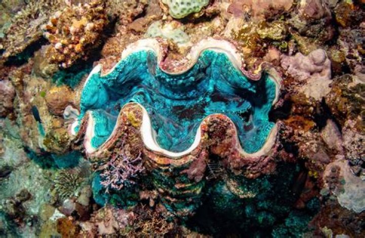 Do giant clams have teeth?