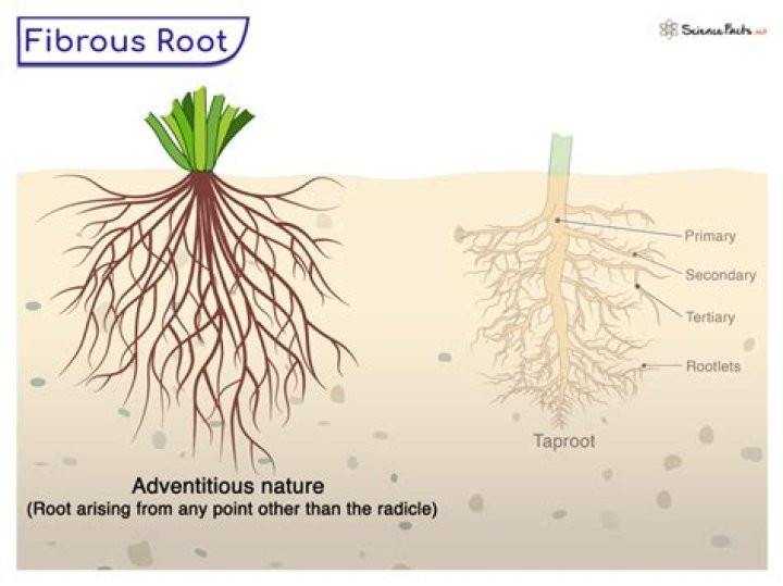 Do Podocarpus have invasive roots?