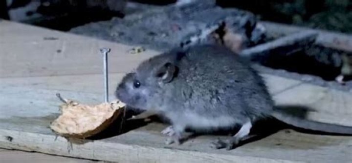 Do potatoes attract mice?