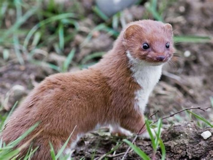 Do weasels live in Georgia?