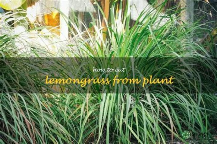 Do you cut back lemongrass in the fall?