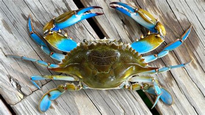 Do you need a license to go crabbing in Louisiana?