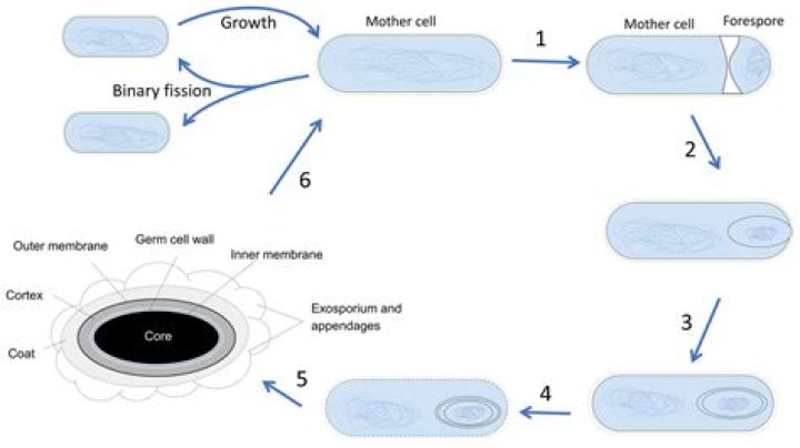 Does Clostridium Sporogenes need oxygen?