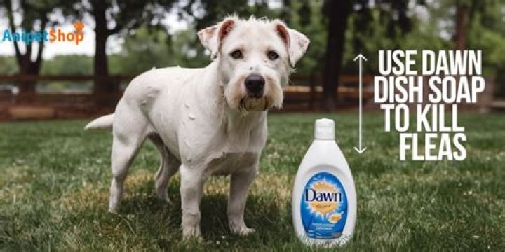 Does Dawn dish soap get rid of mold?