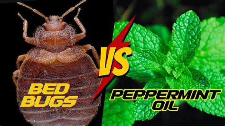 Does peppermint oil kill ladybugs?
