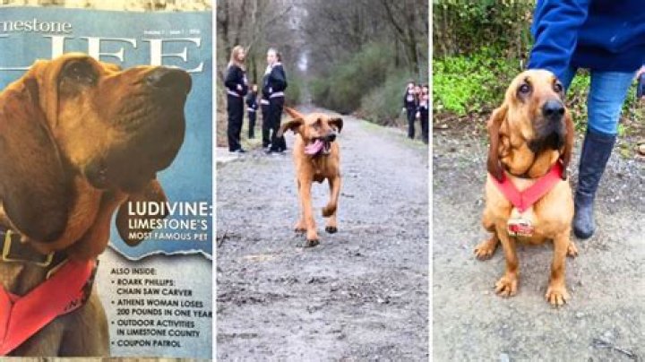 Dog Goes Out for a Pee, Ends up Finishing 7th in a Half-Marathon