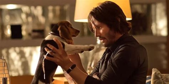 Dog Wick: What if Keanu Reeves and his Puppy in John Wick Switched Roles?