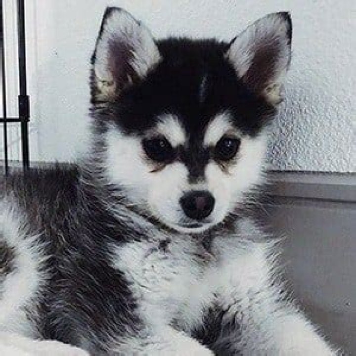 Dunkin Alesia - Age, Family, Bio