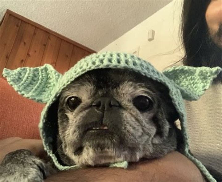 Eduardo Franco Pets - Celebrity Pets