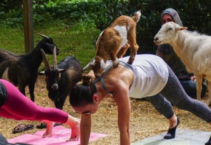 Goat Gives Birth to Twin Goat Babies During Yoga Class